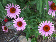 More beautiful pink flowers.