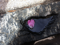 Lone beautiful pink leaf in a water filled crack on the city sidewalk.